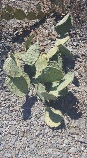 FB_IMG_1526165251850