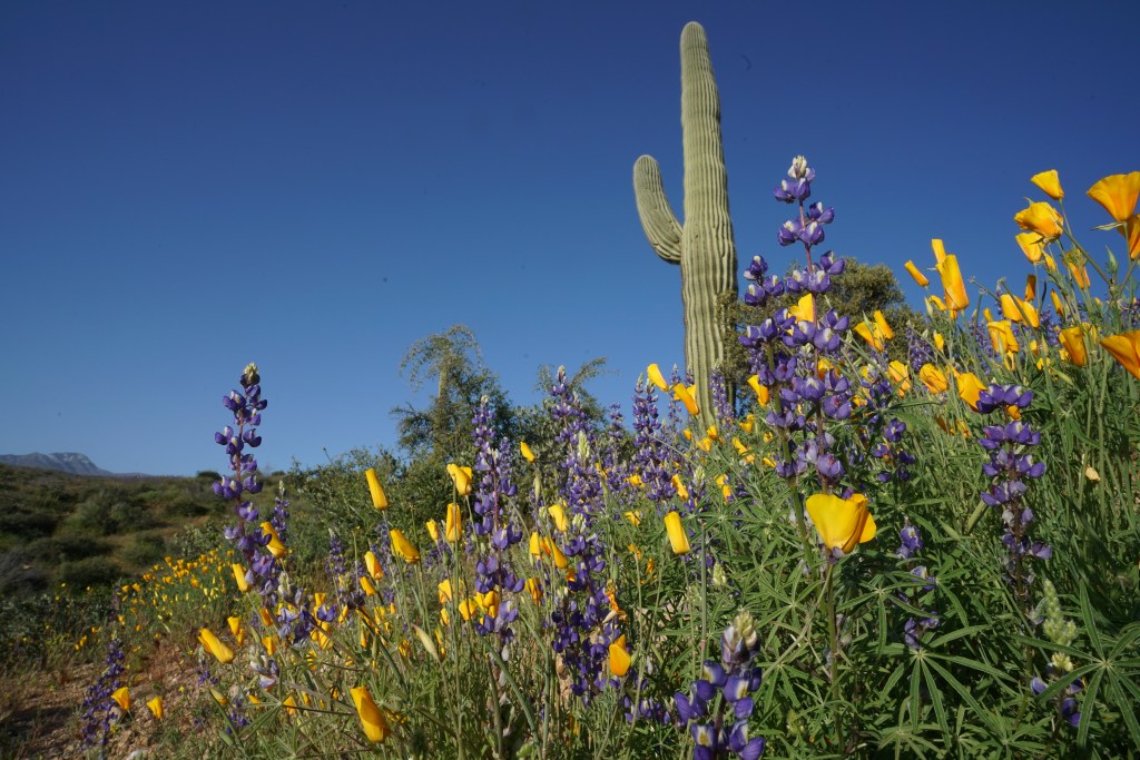 #FindYourPark with the #TravelingTalleys @Tonto National&nbsp;Monument
